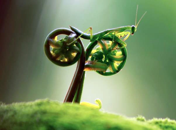 bikebug.jpg