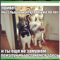 коты.jpg